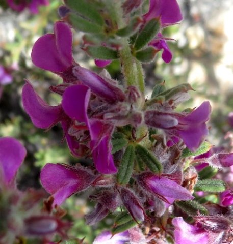 Indigofera flabellata 