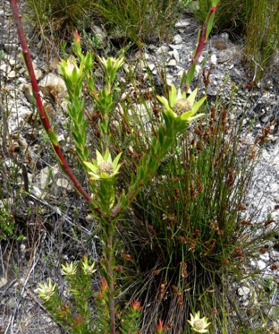 Leucadendron uliginosum male plant