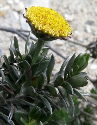 Schistostephium umbellatum big name, small flower