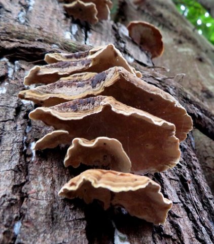 Trametes versicolor sagging edges