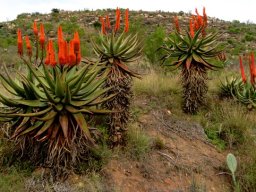 Aloe ferox