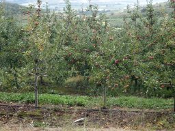 Apple country