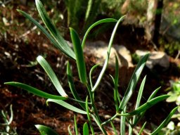 Asparagus striatus young cladodes