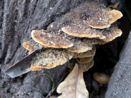 Bracket fungus from above