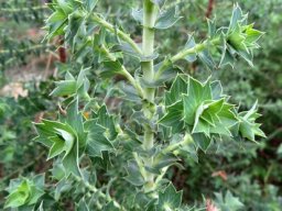 Cliffortia ilicifolia spiny leaves