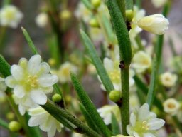 Clutia ericoides
