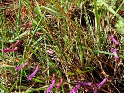 Cyphia volubilis flowers like beads