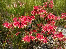 Erica densifolia many flowers