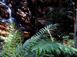 Ferns by a waterfall