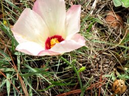 Hibiscus pusillus, bladderweed or Terblansbossie