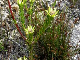 Leucadendron uliginosum male plant