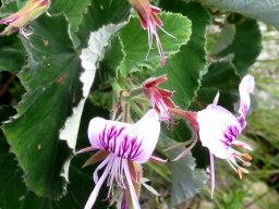 Pelargonium cordifolium