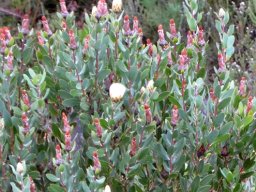 Protea mundii flowerheads at similar height