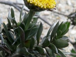 Schistostephium umbellatum big name, small flower