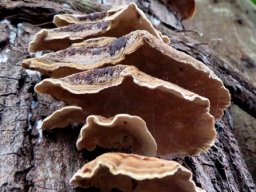 Trametes versicolor sagging edges