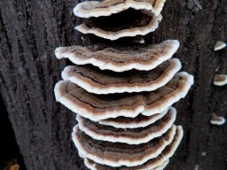Trametes versicolor vertical rank