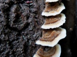 Trametes versicolor wide white edges