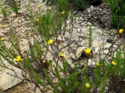 Ursinia anethoides growing on bare ground