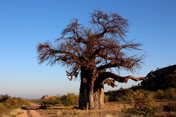 Adansonia digitata, the dominant feature