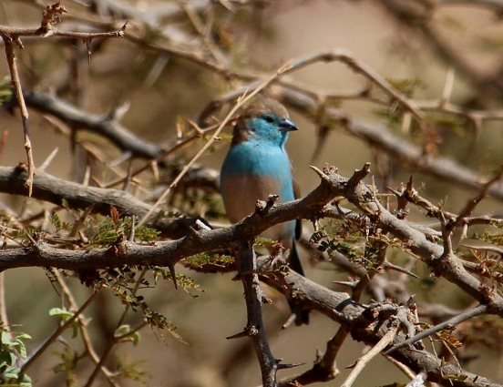 Blue waxbill