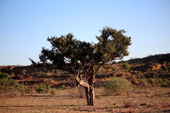 Boscia albitrunca, shepherds tree