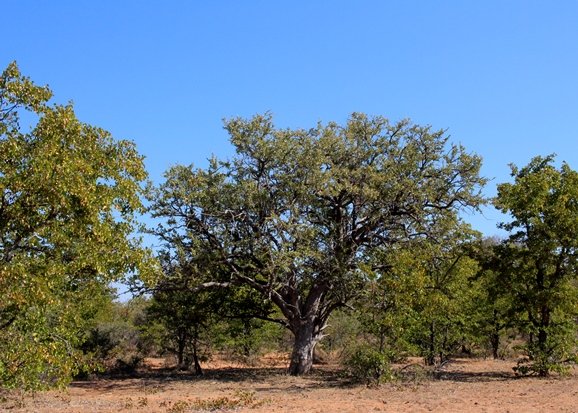 Combretum imberbe, an old leadwood