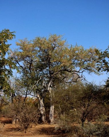 Combretum imberbe twins