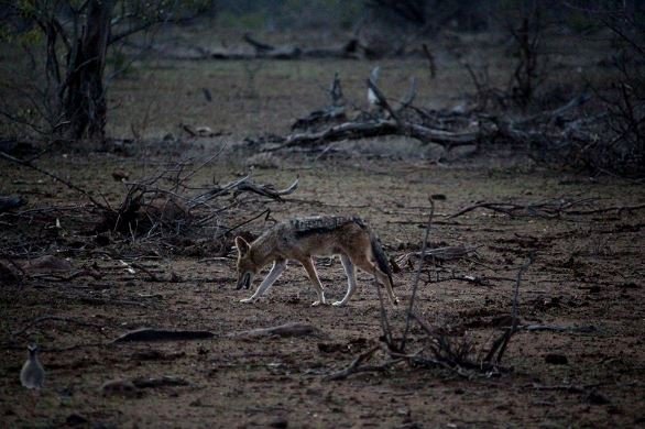 Black-backed jackal