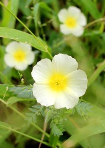Tribulus zeyheri subsp. zeyheri flowers