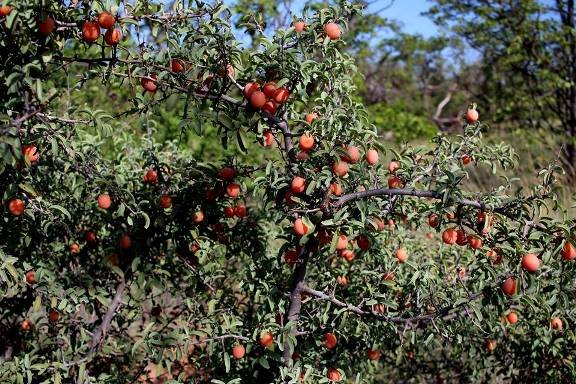 Ximenia americana var. microphylla