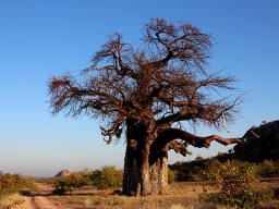 Limpopo Valley