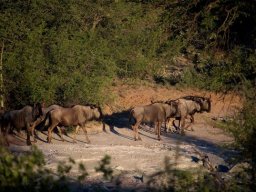 Blue wildebeest mini-migration in Limpopo