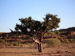 Boscia albitrunca, shepherds tree