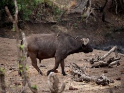 Buffalo and oxpecker