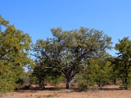 Combretum imberbe, an old leadwood