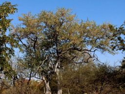 Combretum imberbe twins