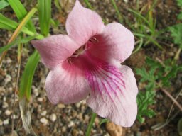 Dicerocaryum senecioides flower