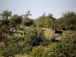 Eland in Limpopo Valley bushveld