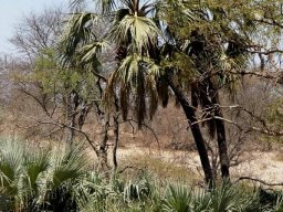Hyphaene coriacea, the lala palm 