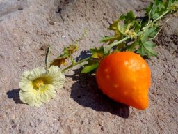 Momordica balsamina