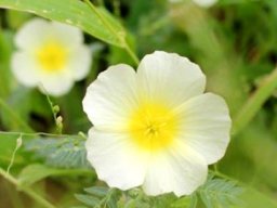 Tribulus zeyheri subsp. zeyheri flowers