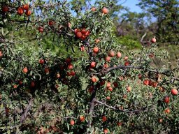 Ximenia americana var. microphylla