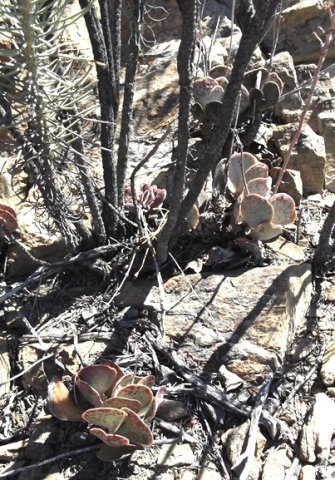 Adromischus maculatus and no rain
