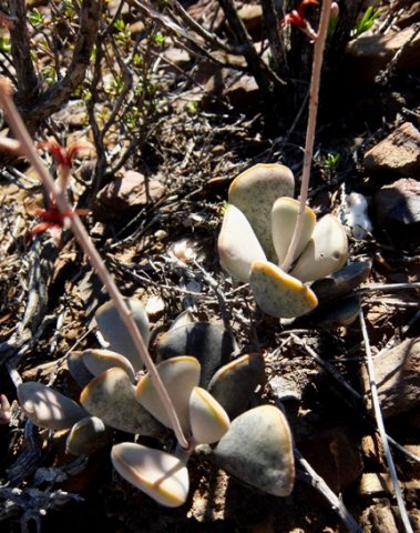 Adromischus triflorus at Minwater