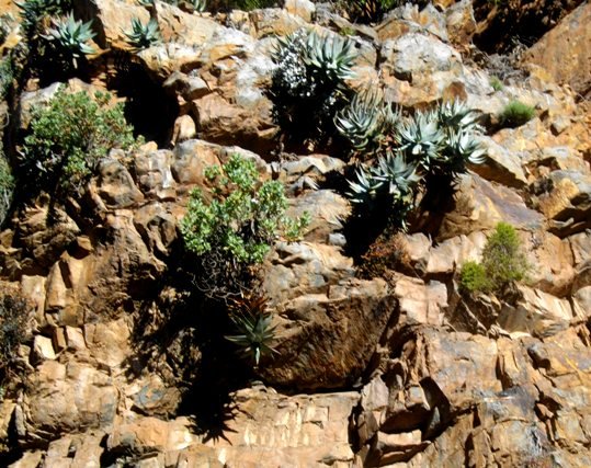 Aloe comptonii suspended by strong stems