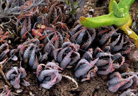 Aloe longistyla clustered at Calitzdorp