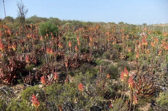 Aloe microstigma in profusion