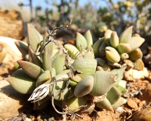 Anacampseros telephiastrum leaves