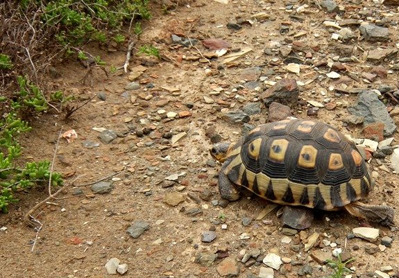 Angulate tortoise gathering speed