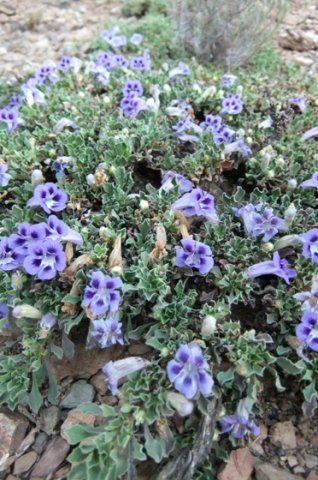Aptosimum procumbens, the brandbossie